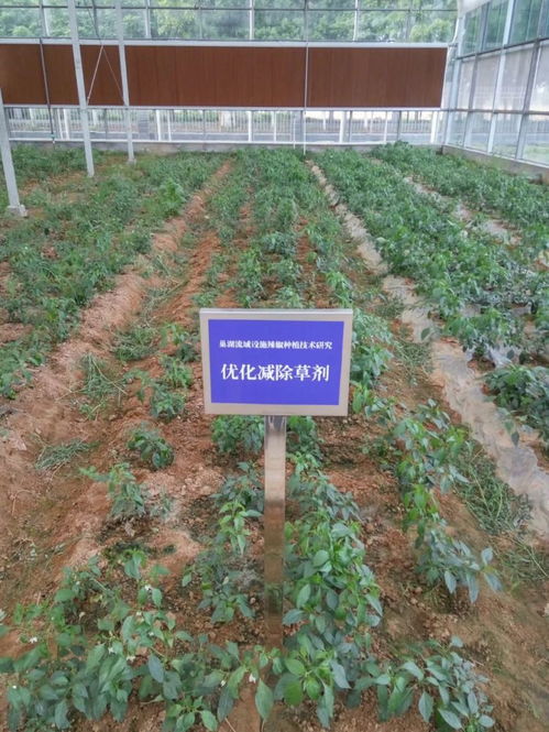 科技創(chuàng)新助力智慧農(nóng)業(yè)發(fā)展 技術(shù)開(kāi)發(fā)的前沿與應(yīng)用